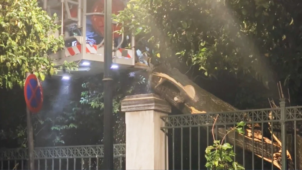 Έπεσε μεγάλο δέντρο στην Ηρώδου Αττικού κοντά στο Μέγαρο Μαξίμου – Έκλεισε ο δρόμος