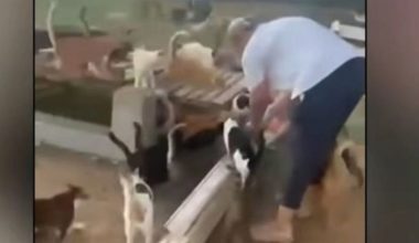 Πρόστιμο 241.000 ευρώ σε αλλοδαπό για 120 γάτες που βρέθηκαν σε άθλιες συνθήκες στην Ιεράπετρα