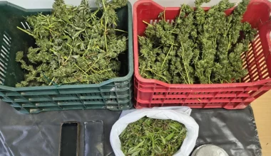 Ηλεία: Εντοπίστηκε μεγάλη φυτεία κάνναβης με 310 δενδρύλλια – Μία σύλληψη