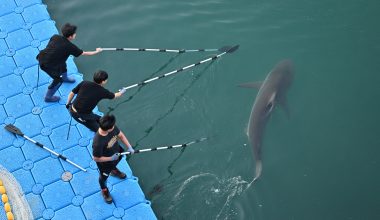Νότια Κορέα: Νέα επιχείρηση διάσωσης για τον θηλυκό καρχαρία Μπουκάνγκι (βίντεο)