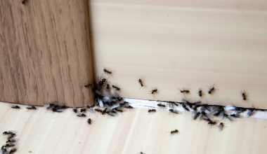 Δείτε πώς τα μυρμήγκια βρίσκουν τον δρόμο της επιστροφής χωρίς χάρτη