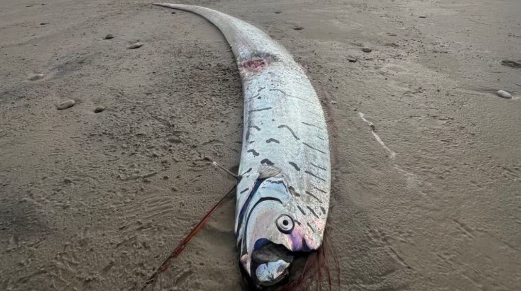 Ξεβράστηκε ψάρι 5 μέτρων στη Χιλή – Γιατί το συνδέουν με έναν μεγάλο σεισμό (φώτο)