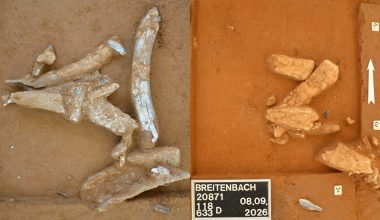 Γερμανία: Ανακαλύφθηκαν οστά μαμούθ σε οικισμό 32.000 ετών – Τι δείχνουν για το κυνήγι της εποχής