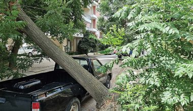 Ποιος πληρώνει αν πέσει ένα δέντρο πάνω στο αυτοκίνητό σου; – Τι ισχύει στην πράξη