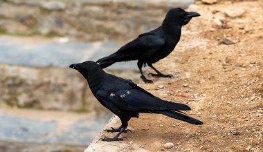 Κοράκια: Η εντυπωσιακή ταχύτητα με την οποία παίρνουν αποφάσεις – Ξεπερνούν τους πιθήκους