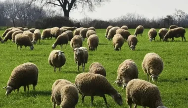 Σε απόγνωση κτηνοτρόφοι και γεωργοί: Πνίγονται σε χρέη προς τράπεζες, servicers και Δημόσιο