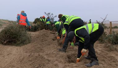 Θάβουν 2.000 χριστουγεννιάτικα δέντρα στην άμμο – Ο λόγος πίσω από αυτή την κίνηση