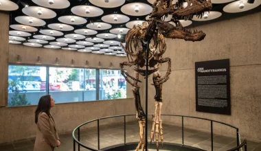 Πωλήθηκε έναντι 47,3 εκατ. δολαρίων σπάνιος σκελετός Νανοτυράννου