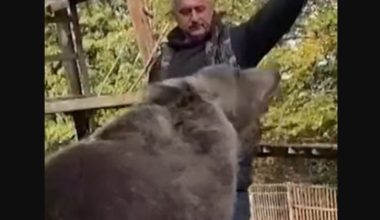 Η ιστορία του Πέταρ Τούμπιτς με την αρκούδα Μάσα: Την βρήκε το 2019 όταν ήταν μόλις 2 κιλά (βίντεο)