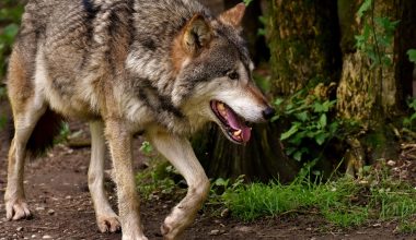 Γερμανία: Λύκοι κατασπάραξαν 8χρονη μέσα σε πάρκο άγριας ζωής – Νοσηλεύεται σε κρίσιμη κατάσταση