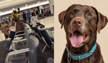 Σκύλος ούρησε σε αεροσκάφος της Delta Air Lines: «Θέλετε να καθαριστεί ή να μην καθυστερήσουμε;»