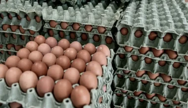 Παραγωγή αυγών στην Ελλάδα: Δεν έχει ανακάμψει από την μείωση του 40% στα μνημόνια