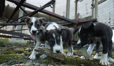 Τσερνόμπιλ: Τι ανακάλυψαν οι επιστήμονες στο DNA των σκύλων που ζουν στη ζώνη αποκλεισμού